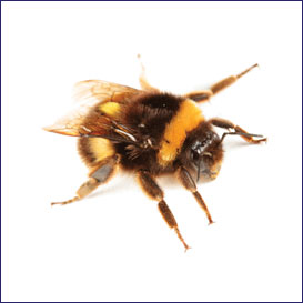 carpenter bees, abeille carpentière